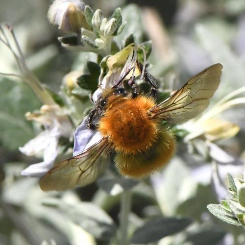 Bombus pascuorum